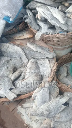 We'll Dried Large Tilapia for Royal Treatment