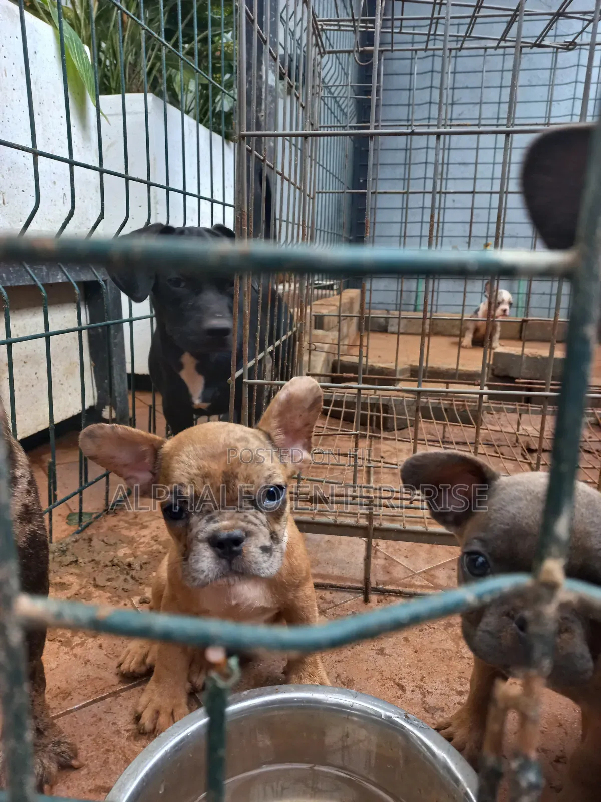 3-6 months Female Purebred French Bulldog