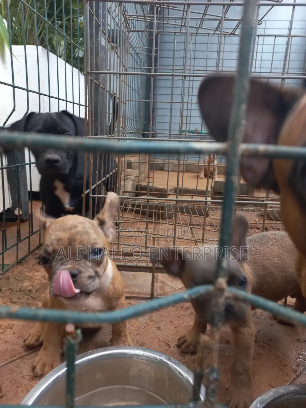 3-6 months Female Purebred French Bulldog