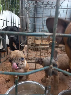 3-6 months Female Purebred French Bulldog