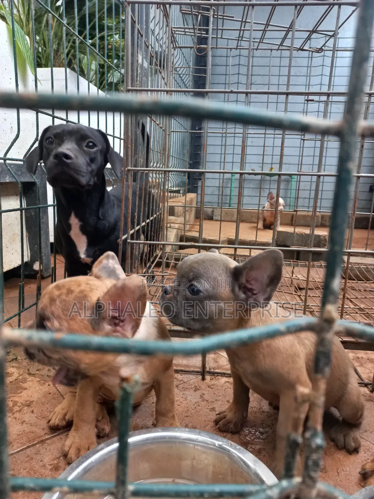 3-6 months Female Purebred French Bulldog