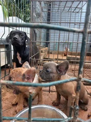3-6 months Female Purebred French Bulldog