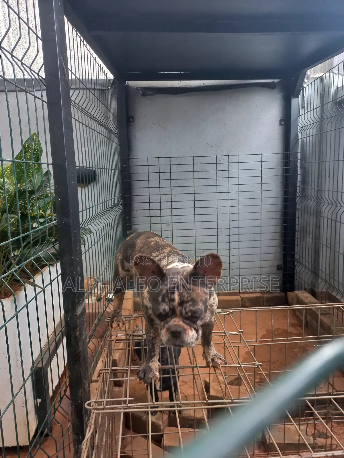 3-6 months Female Purebred French Bulldog