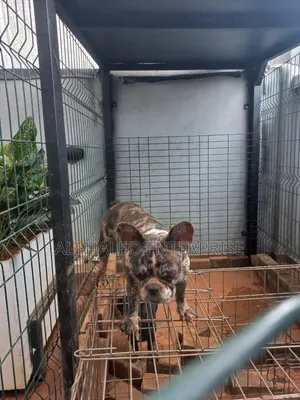 3-6 months Female Purebred French Bulldog