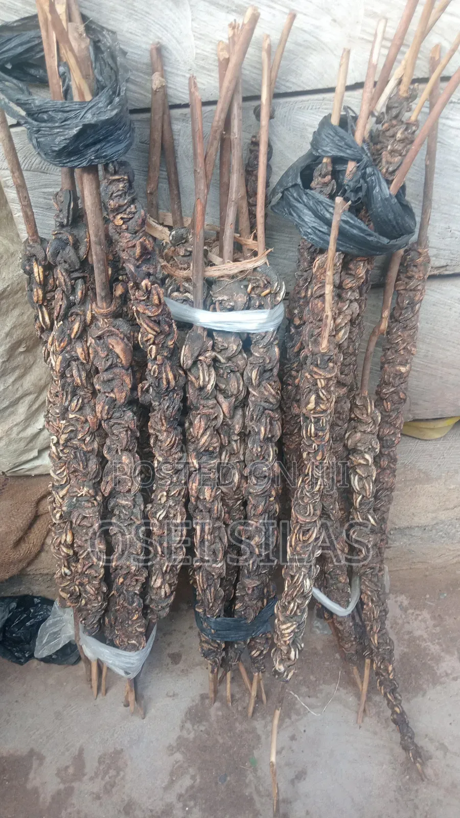 Dried Forest Harvested Juicy Snails