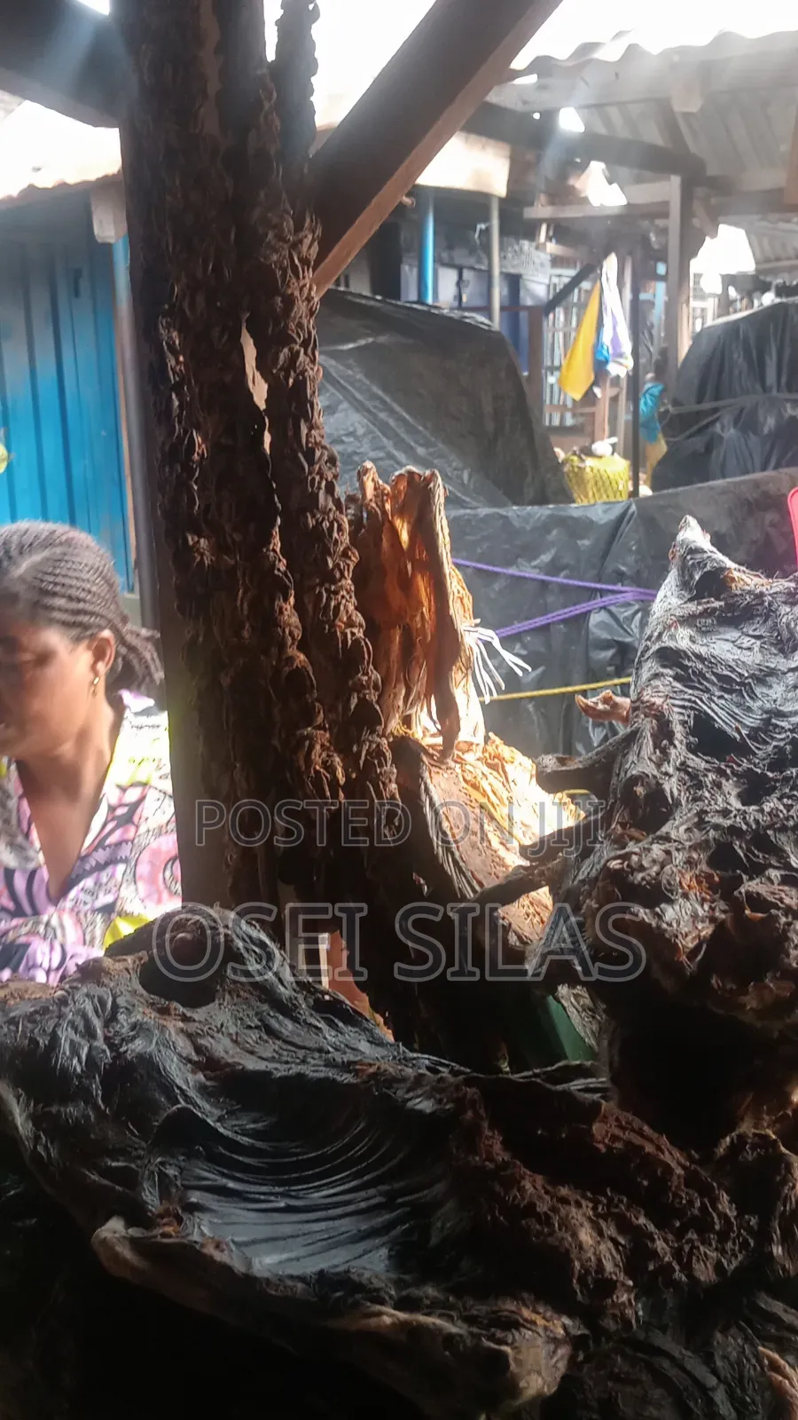 Dried Forest Harvested Juicy Snails