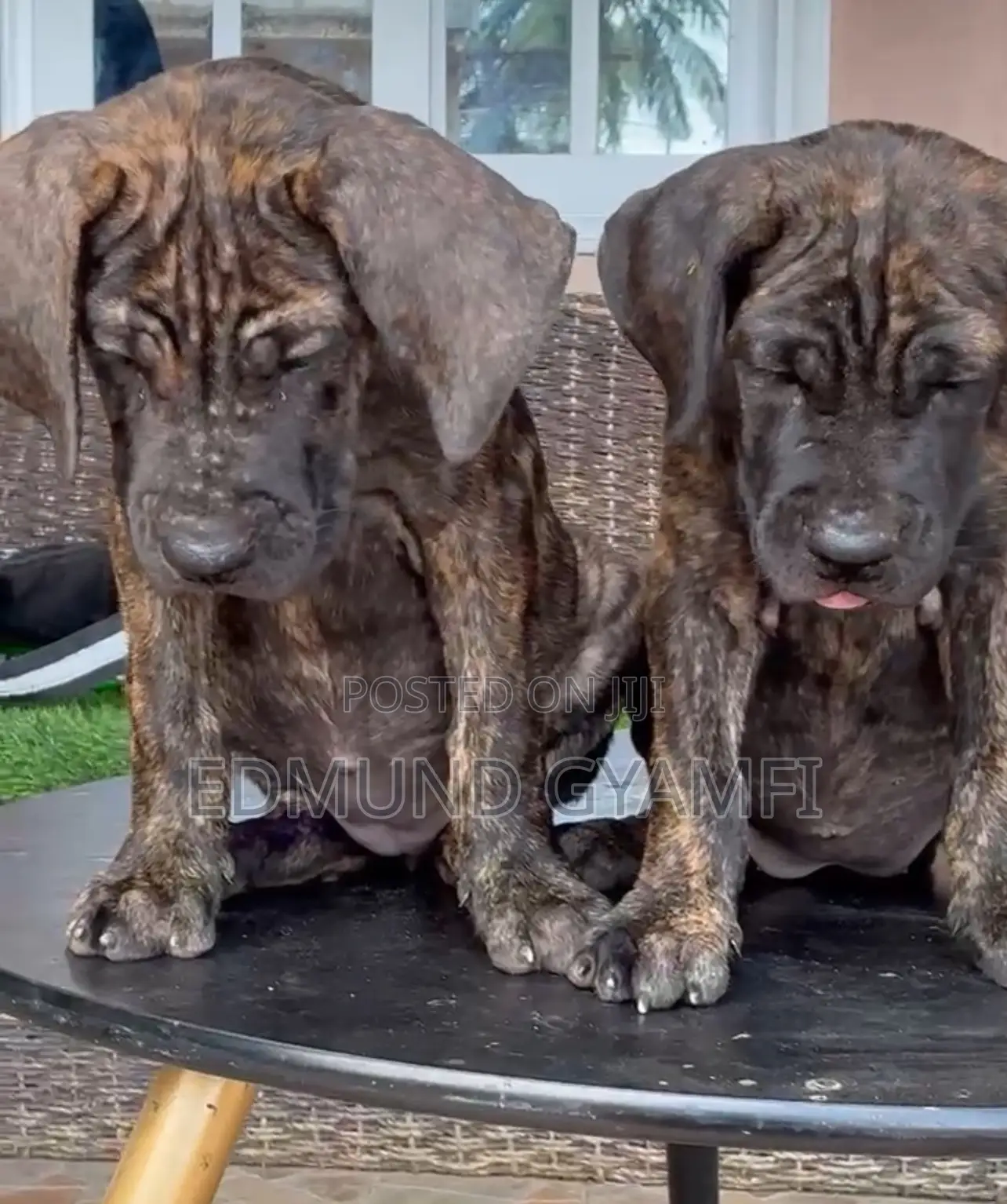 1-3 months Female Purebred Boerboel