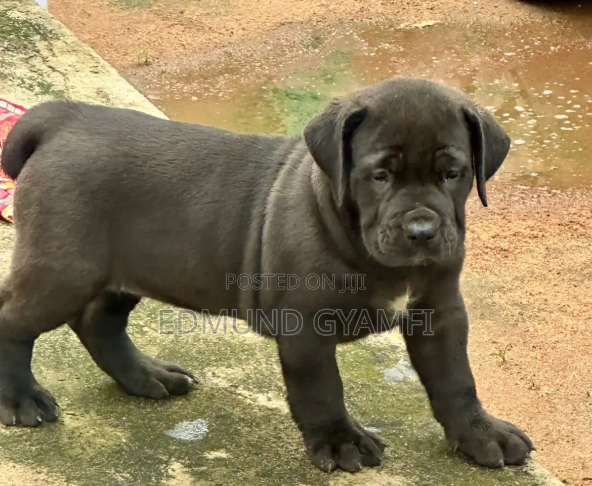 1-3 months Female Purebred Boerboel