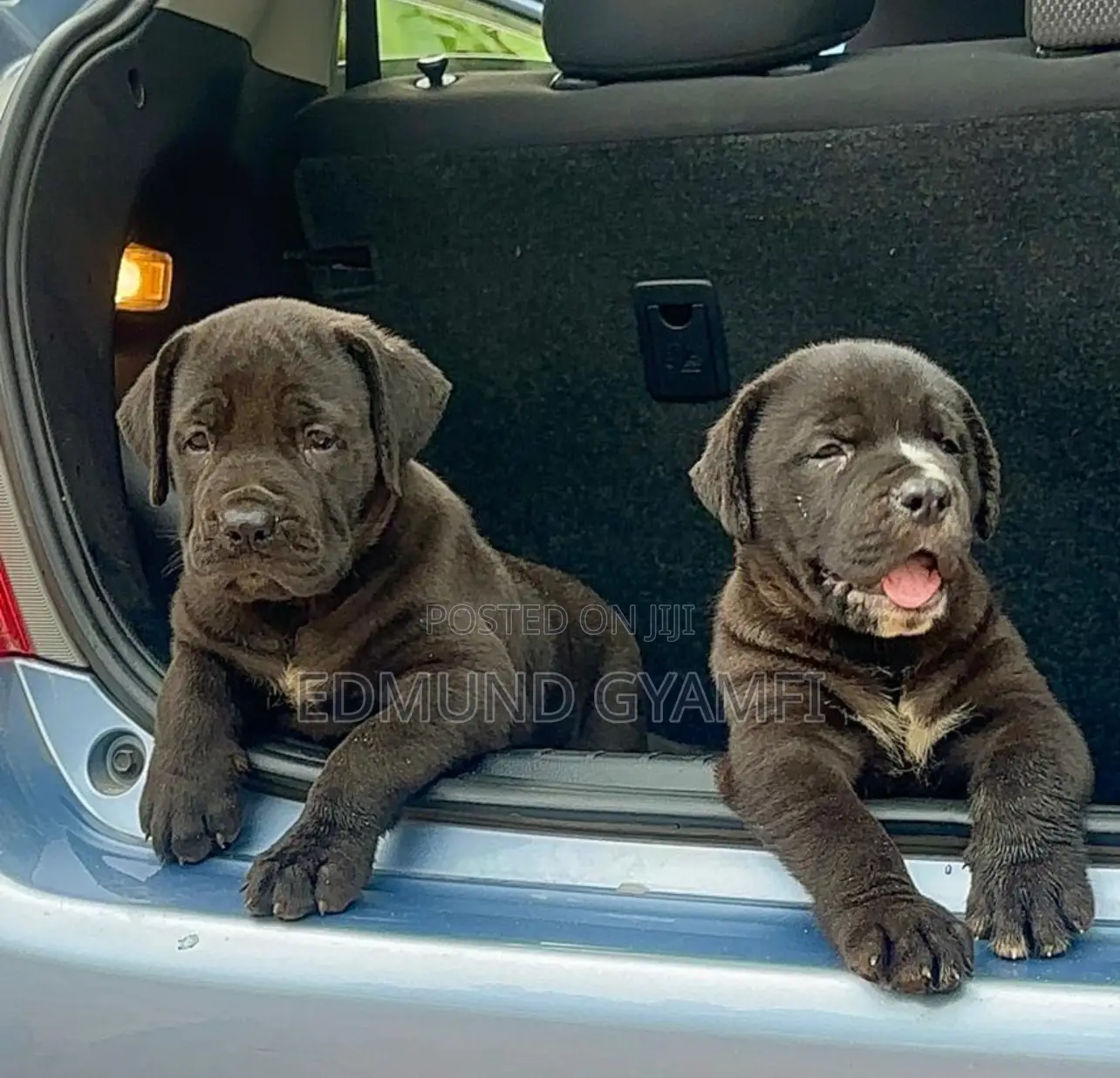 1-3 months Female Purebred Boerboel