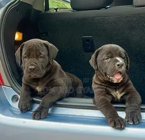 1-3 months Female Purebred Boerboel
