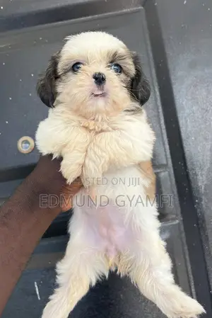 1-3 months Female Purebred Shih Tzu