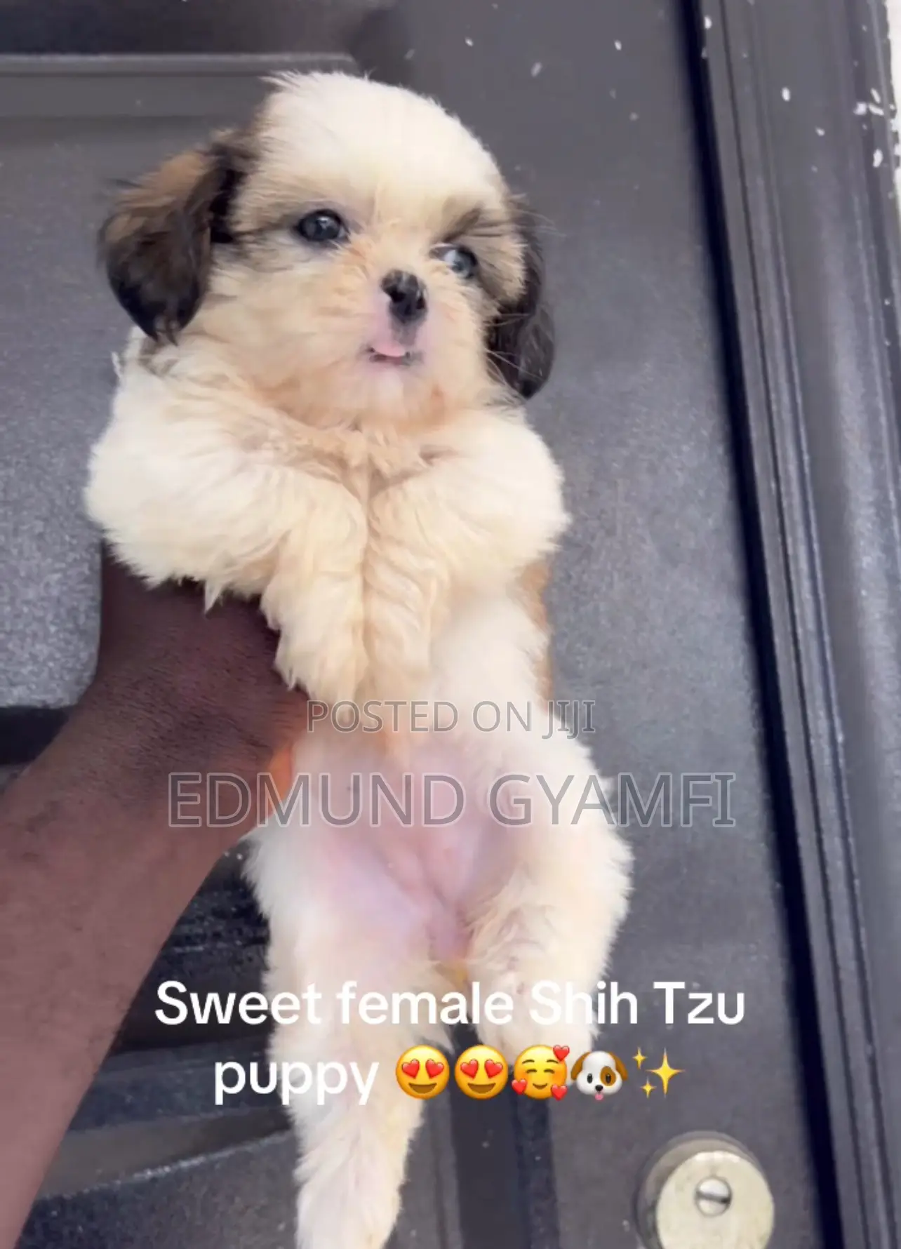 1-3 months Female Purebred Shih Tzu