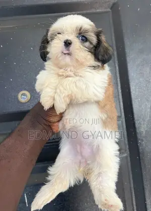 1-3 months Female Purebred Shih Tzu