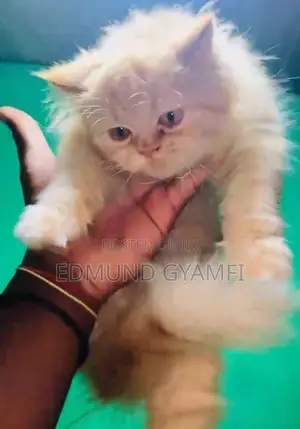 1-3 months Male Purebred Persian
