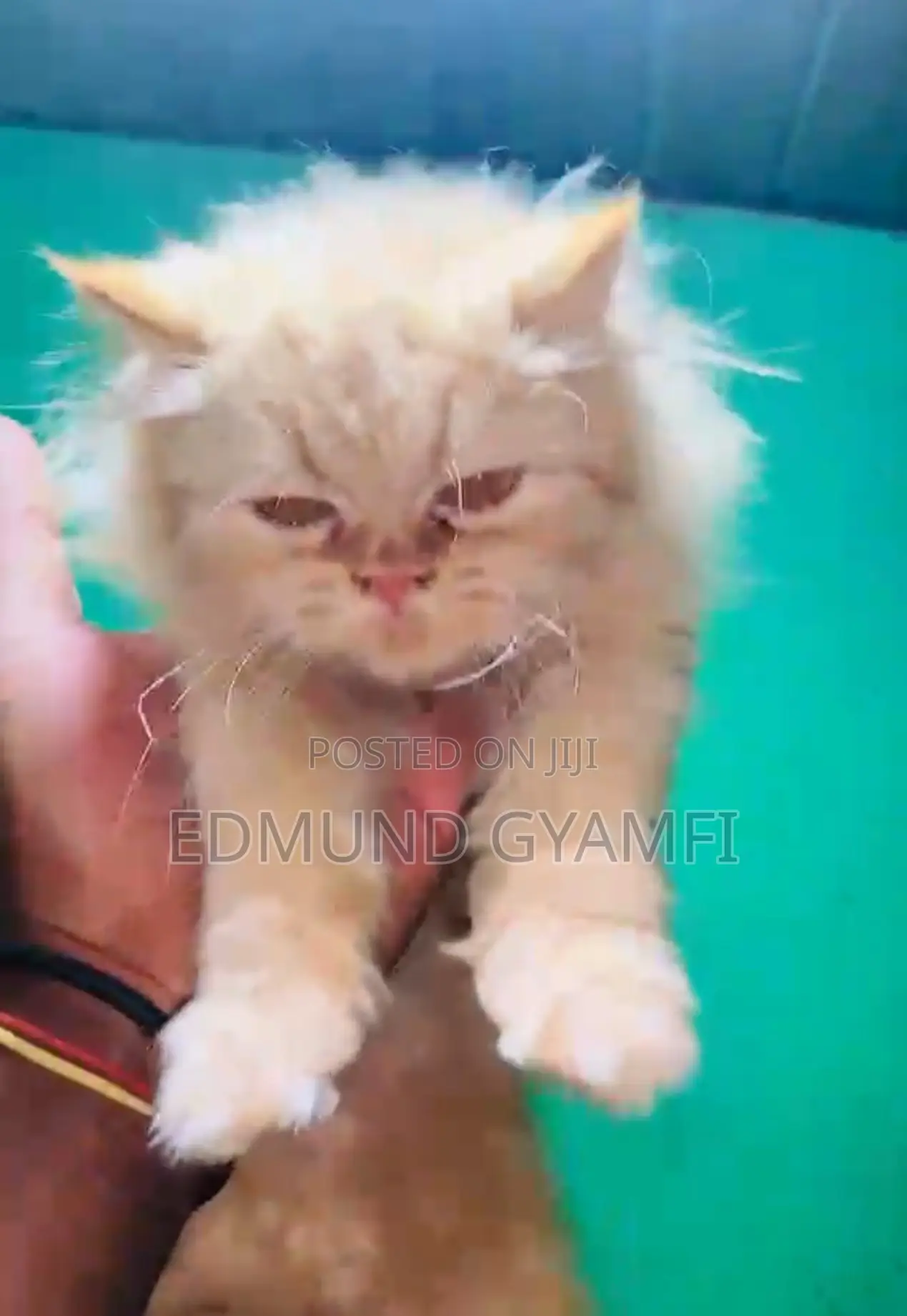 1-3 months Male Purebred Persian