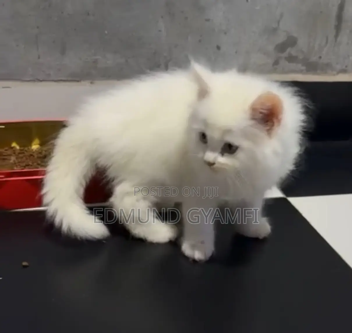 1-3 months Male Purebred Persian