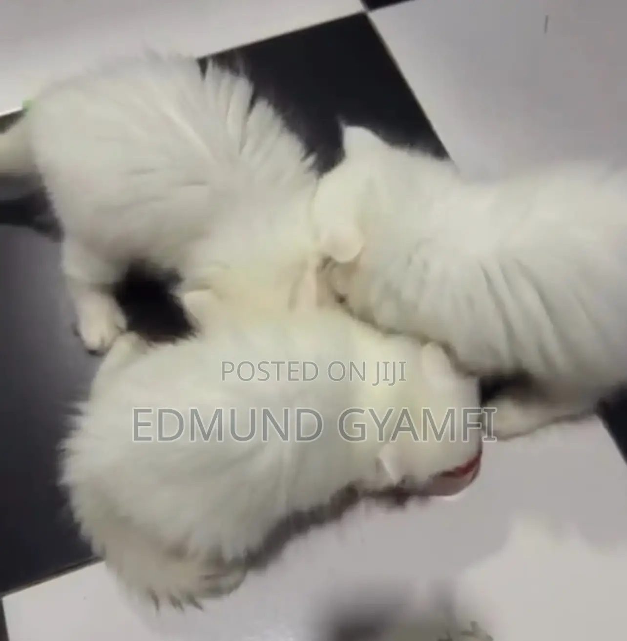 1-3 months Male Purebred Persian