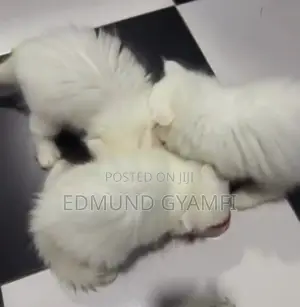 1-3 months Male Purebred Persian
