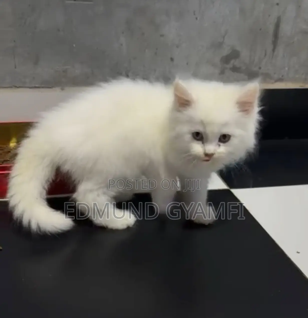 1-3 months Male Purebred Persian