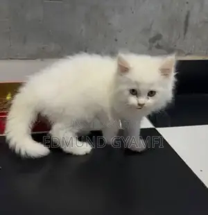 1-3 months Male Purebred Persian