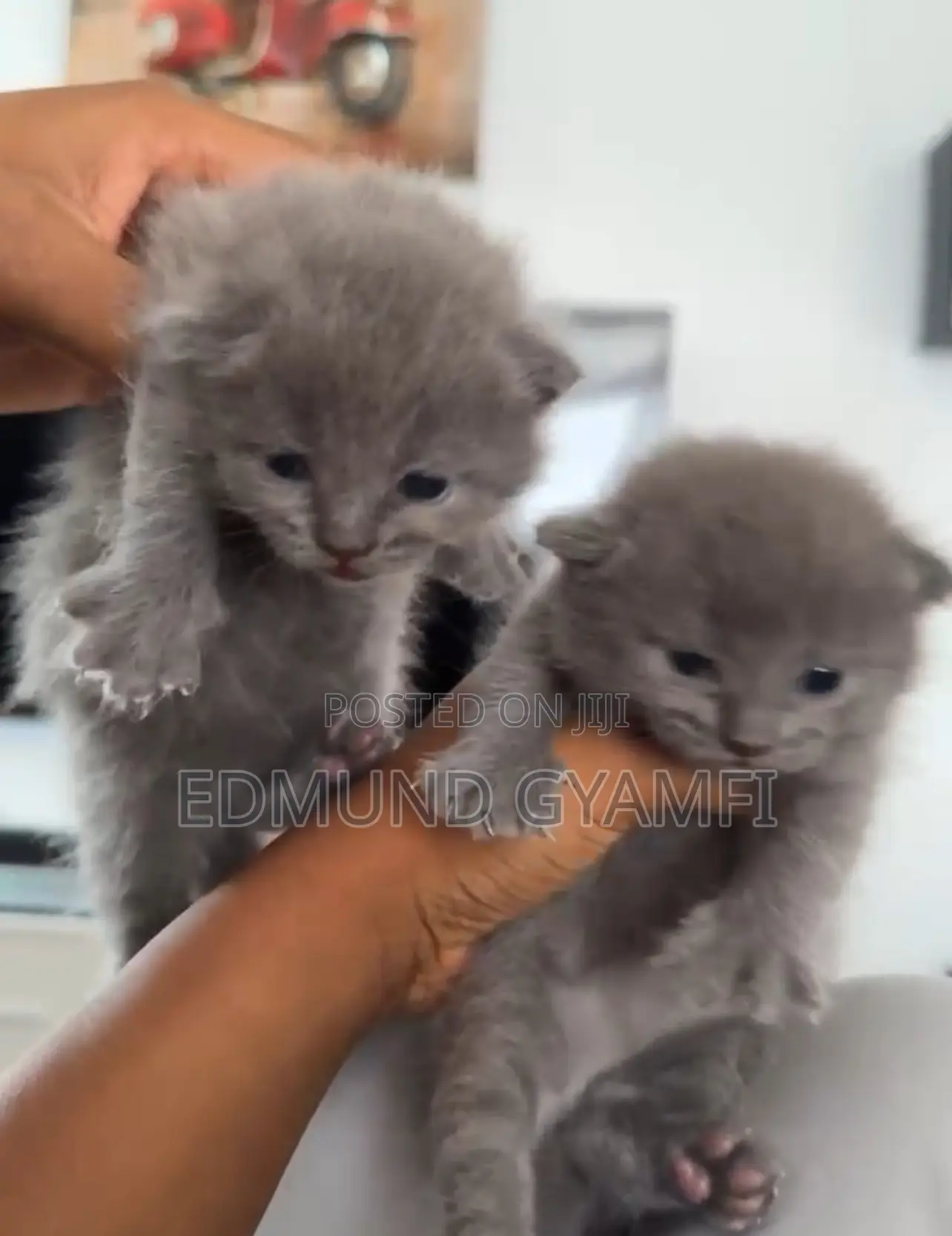 0-1 month Female Purebred British Shorthair
