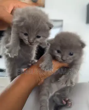0-1 month Female Purebred British Shorthair