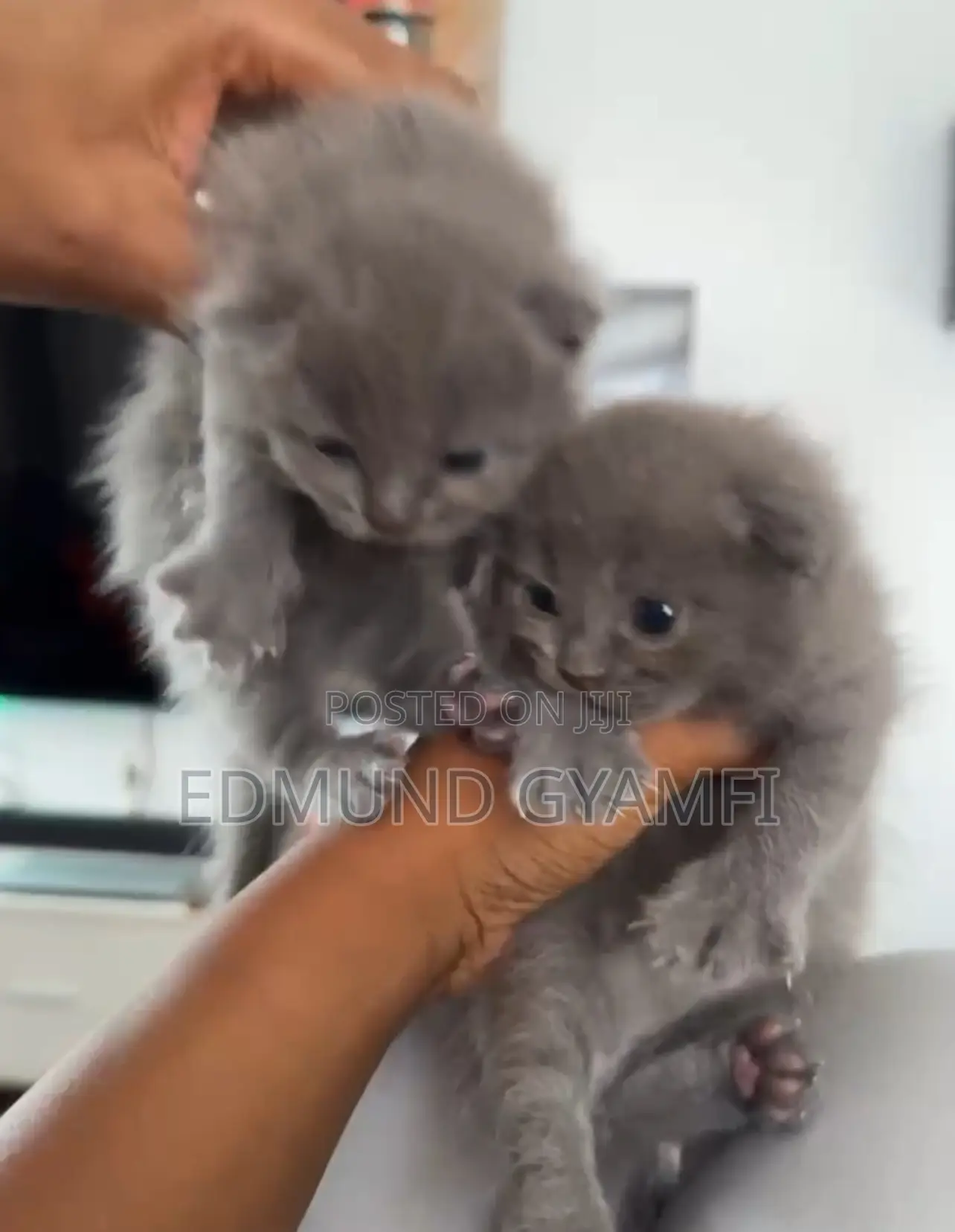 0-1 month Female Purebred British Shorthair
