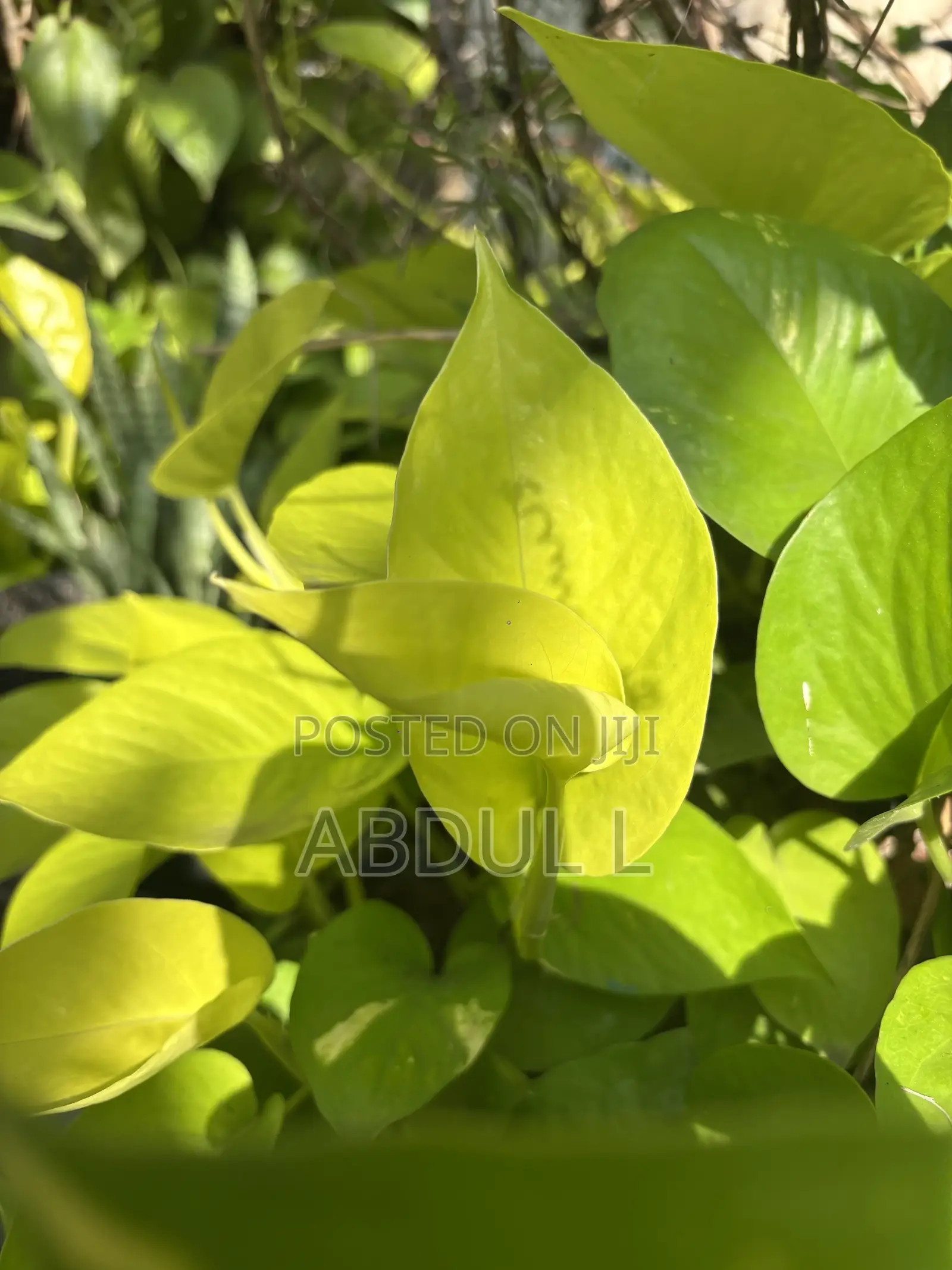 Neon Pothos