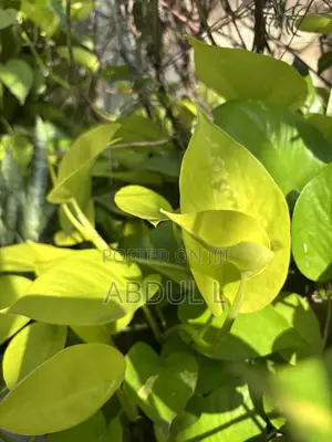 Neon Pothos