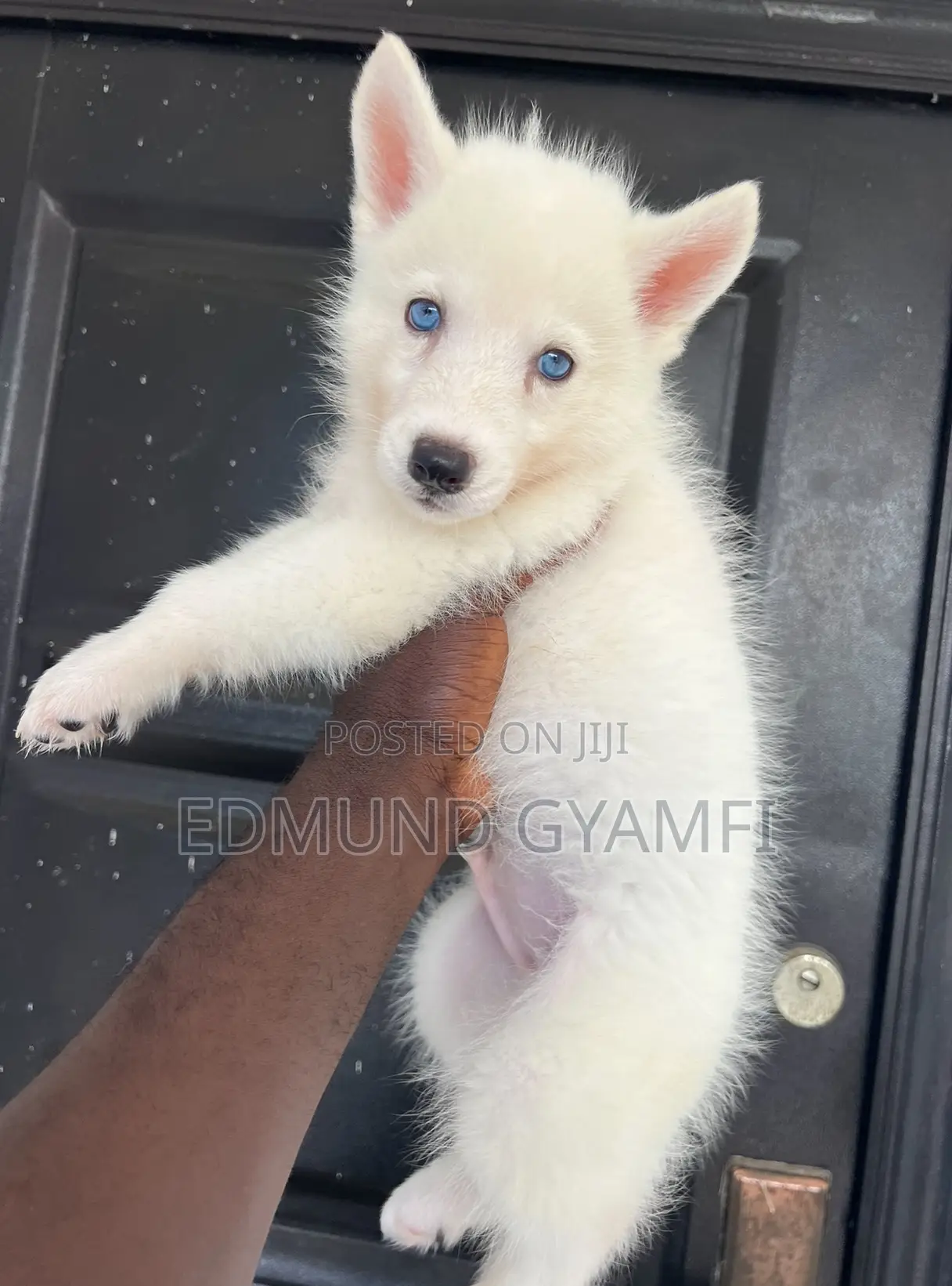 1-3 months Male Purebred Siberian Husky