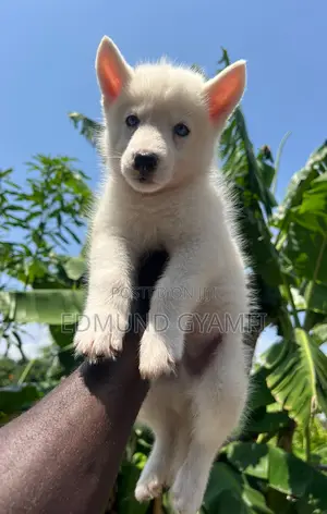 1-3 months Male Purebred Siberian Husky