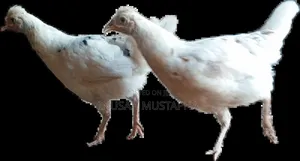 Healthy Local Chicken for Sale