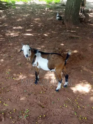All Kind of Goats Are Still Available Here