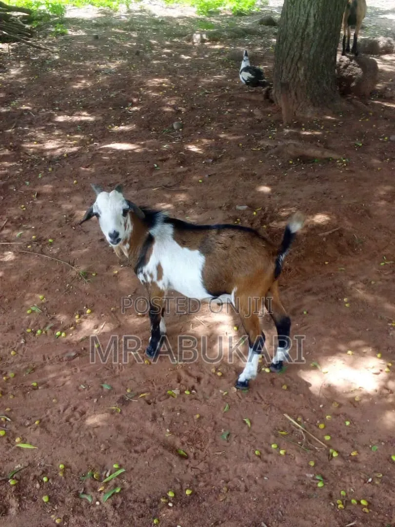 All Kind of Goats Are Still Available Here