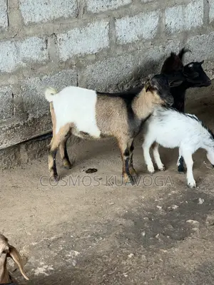 Healthy Male Goat