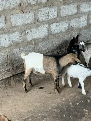 Healthy Male Goat