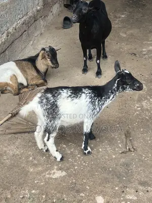 Female Goats