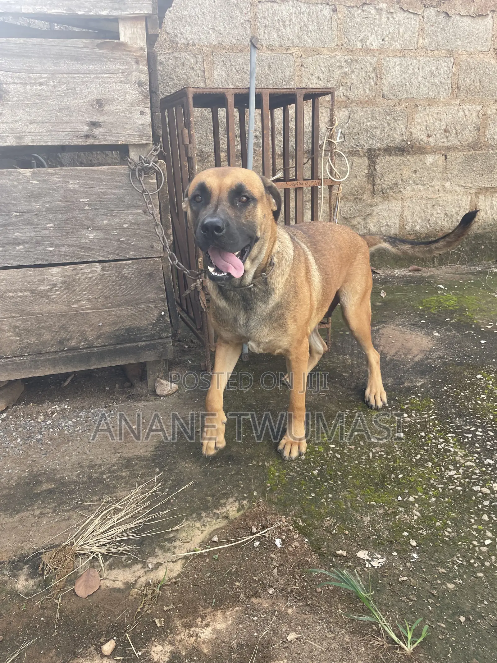 1+ year Male Purebred Boerboel