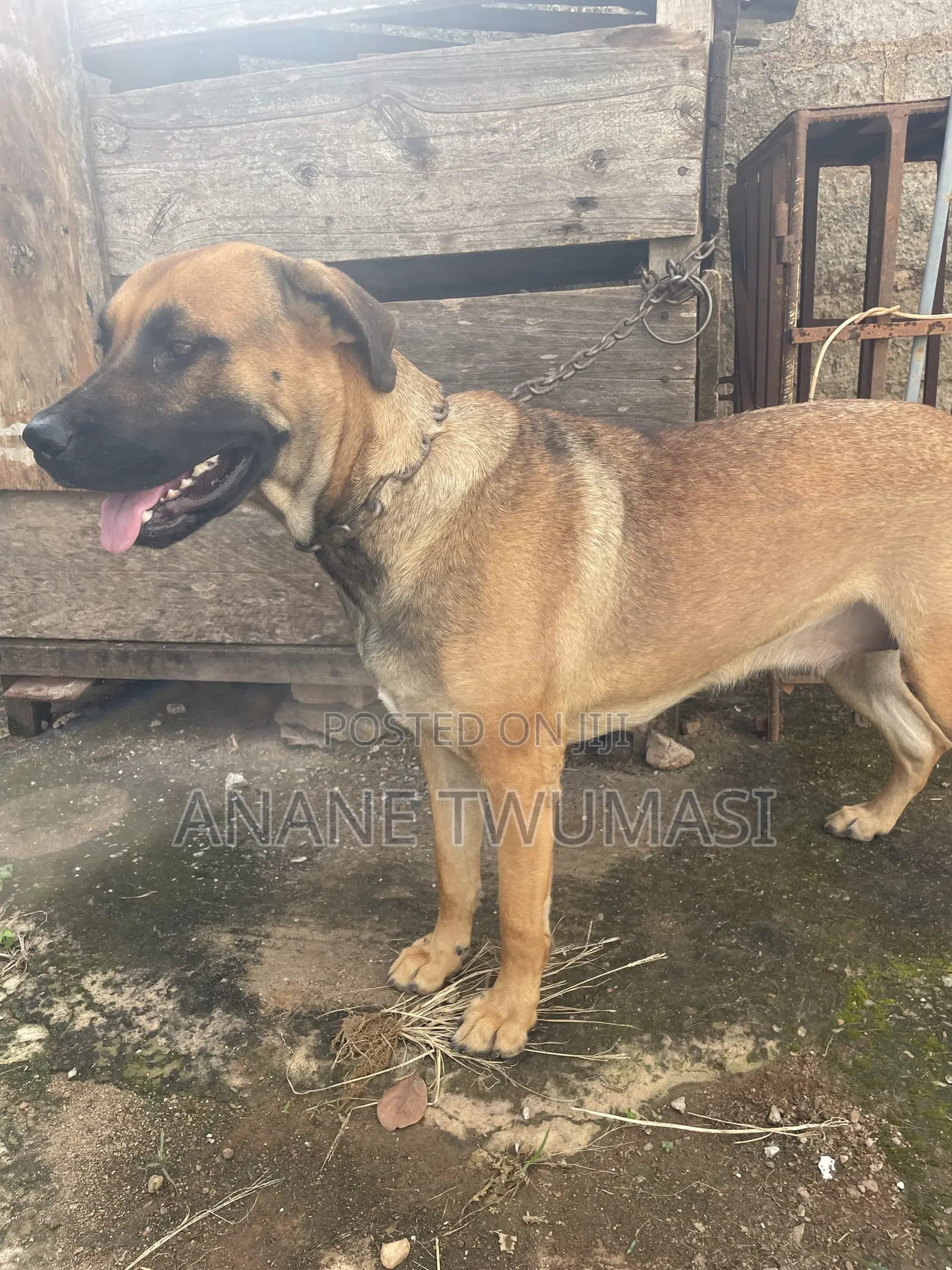 1+ year Male Purebred Boerboel