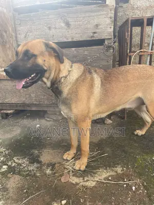 1+ year Male Purebred Boerboel