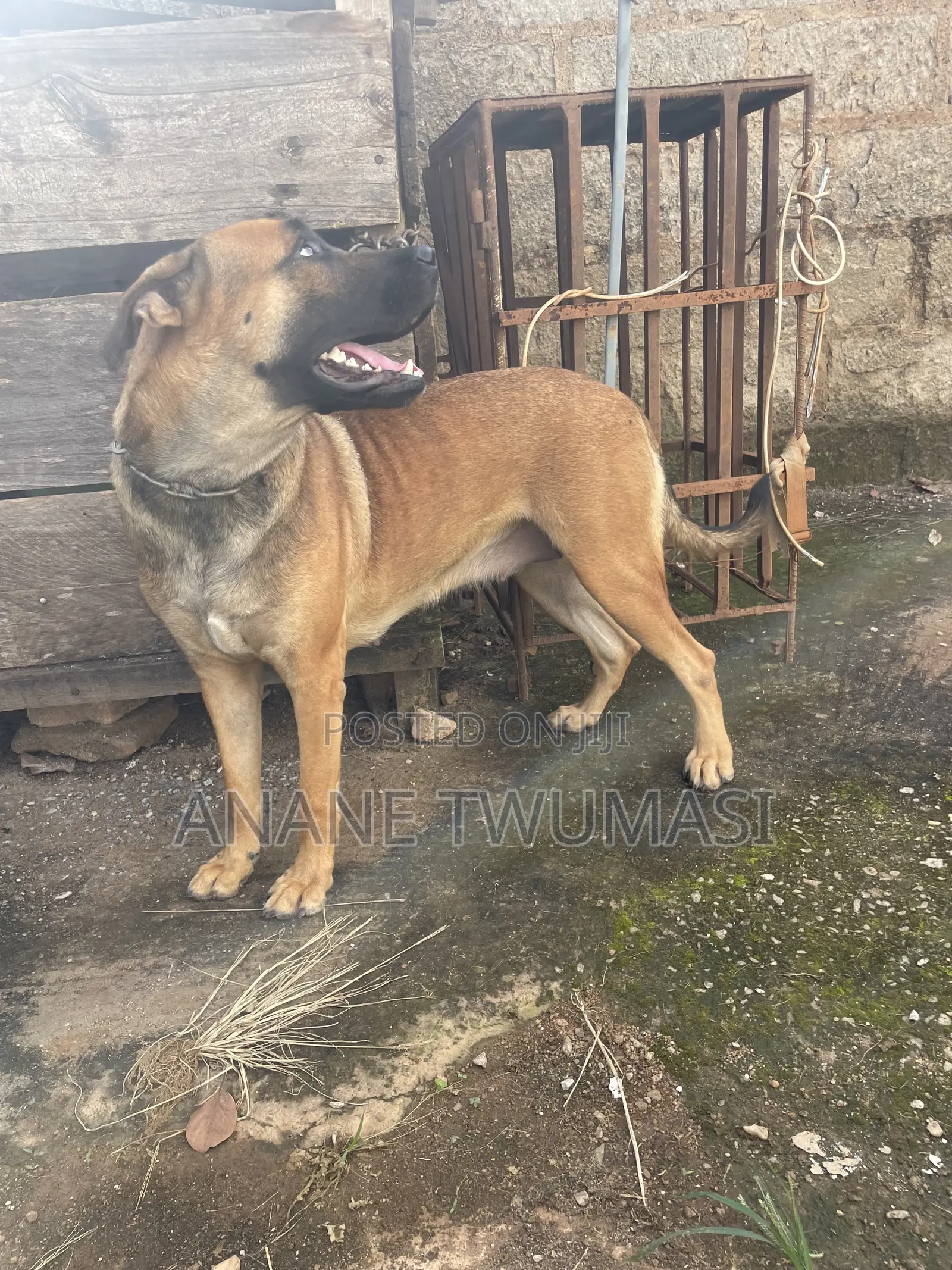 1+ year Male Purebred Boerboel