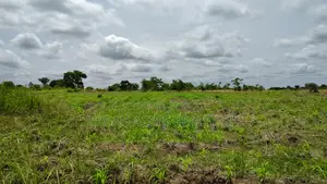 Volta Region, Akatsi Dist (Ave-dakpa) _ 5000+ Acres Farmland