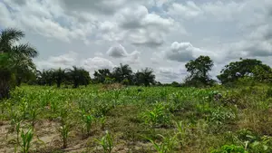 Volta Region, Akatsi Dist (Ave-dakpa) _ 5000+ Acres Farmland