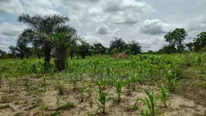 Volta Region, Akatsi Dist (Ave-dakpa) _ 5000+ Acres Farmland