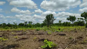 Volta Region, Akatsi Dist (Ave-dakpa) _ 5000+ Acres Farmland