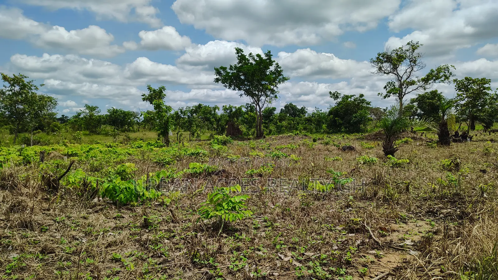 Volta Region, Akatsi Dist (Ave-dakpa) _ 5000+ Acres Farmland