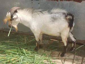 Goats for Sale and Crossing