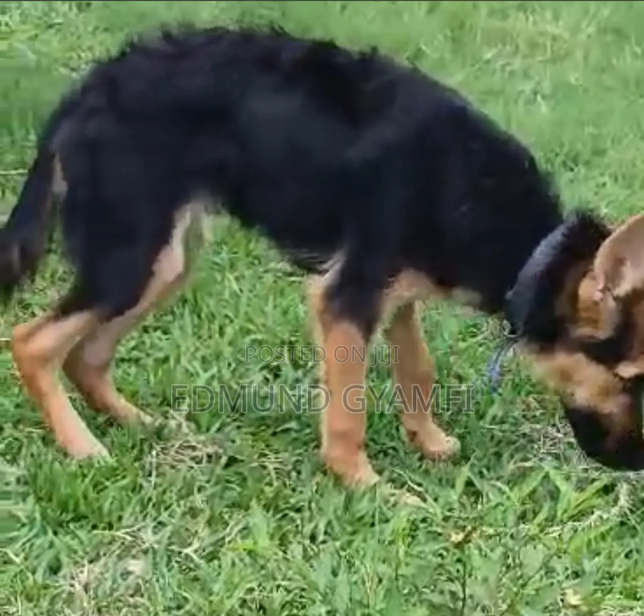 3-6 months Male Purebred German Shepherd