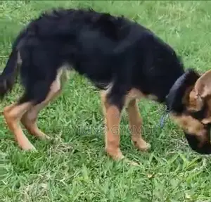 3-6 months Male Purebred German Shepherd