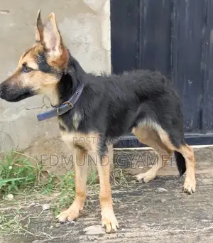 3-6 months Male Purebred German Shepherd